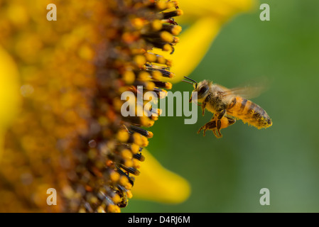En vol d'abeilles Banque D'Images