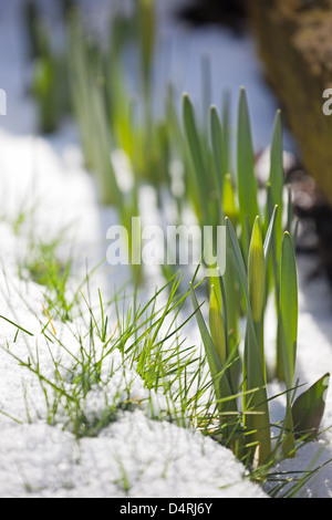 Les jonquilles poussant dans la neige de printemps de mars. UK Banque D'Images