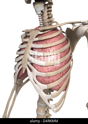 Anatomie du thorax et des poumons Banque D'Images