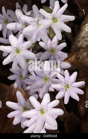 Sharp-Lobed Hepatica flower spring woodland Ohio éphémères Banque D'Images