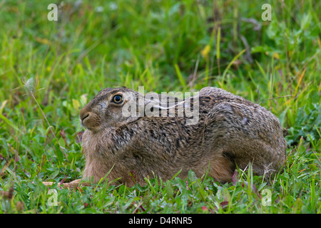 European Brown Hare (Lepus europaeus) qui se trouve caché dans prairie avec oreilles télévision Banque D'Images