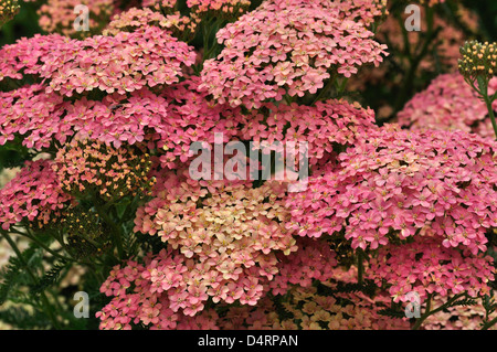 Un magnifique hortensia rose en pleine floraison Banque D'Images