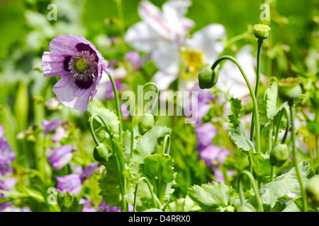 Fleurs d'été dans un jardin sauvage au Yorkshire Banque D'Images