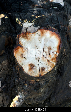 Coupe de tronc d'un arbre brûlé Banque D'Images