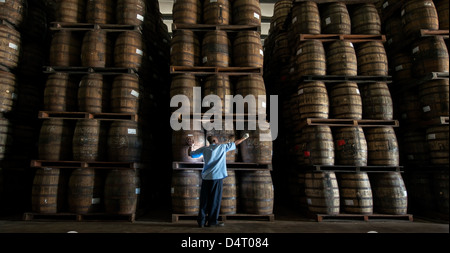 Un travailleur distillerie vérifie des tonneaux de bois à la Mount Gay Rum Distillery en paroisse St Lucie, Barbade, Caraïbes Banque D'Images