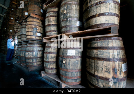 Un travailleur distillerie vérifie des tonneaux de bois à la Mount Gay Rum Distillery en paroisse St Lucie, Barbade, Caraïbes Banque D'Images