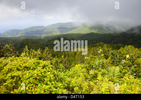 Parc national de Morne Trois Pitons au Boiling Lake Randonnée pédestre, Dominique Banque D'Images