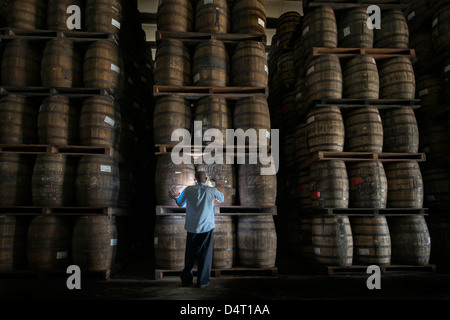 Un travailleur distillerie vérifie des tonneaux de bois à la Mount Gay Rum Distillery en paroisse St Lucie, Barbade, Caraïbes Banque D'Images