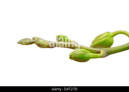 Bourgeons de cymbidium macro shot prêt à bloom isolated over white background Banque D'Images