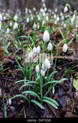 Perce-neige dans les bois, Galanthus, Pyrénées, France, gouttes de rosée, Banque D'Images