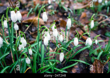 Perce-neige dans les bois, Galanthus, Pyrénées, France, gouttes de rosée, Banque D'Images