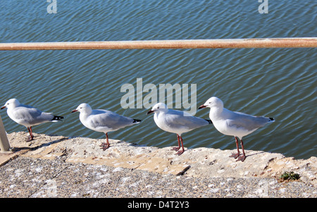 Quatre mouettes debout sur le bord de la jetée en béton profitant de l'ensoleillement de l'après-midi. Banque D'Images