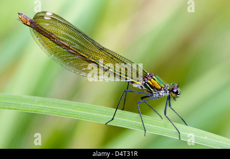 Calopteryx splendens femelle,Demoiselle bagué reposant sur un côté de la feuille voir Banque D'Images