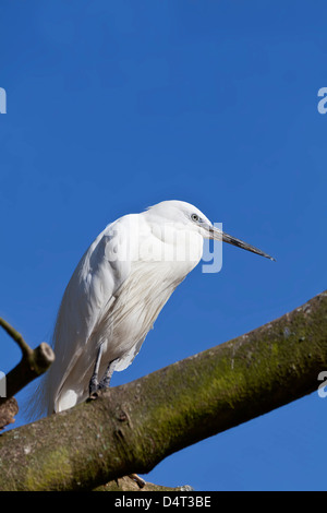 Petit Egret perché dans un arbre avec espace de copie. Banque D'Images