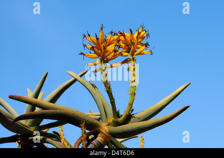 Fleurs jaunes sur le dichotoma d'Aloe ou arbre de quiver contre le bleu ciel Banque D'Images