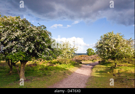 Le coeur de l'Angleterre Way sentier peut s'épanouir sur les arbres d'aubépine Cannock Chase Country Park AONB (région de beauté naturelle exceptionnelle) Banque D'Images