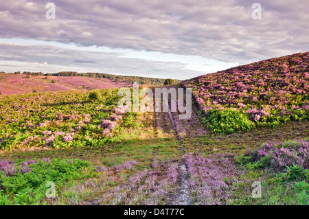 Chemin à travers les collines de landes de bruyère en fleur vue vers la vallée de Sherbrook en été Cannock Chase Country Park AONB UK Banque D'Images