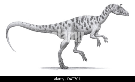 Cryolophosaurus elliotti, d'un grand théropode. Banque D'Images