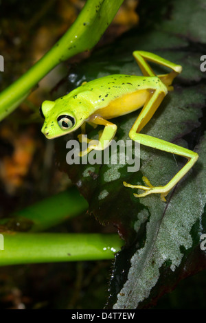 Grenouille à feuilles de lémuriens (Agalychnis lemur) au jardin botanique d'Atlanta. Banque D'Images