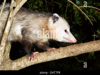 L'Opossum de Virginie (Didelphis virginiana) dans l'arbre dans la nuit. Banque D'Images