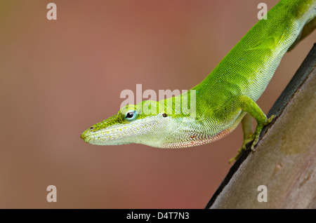 Anole vert (lézard Anolis carolinensis), du tronc de l'arbre Banque D'Images