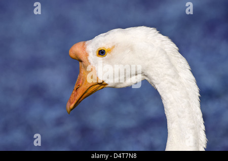 Closeup portrait of White Chinese goose (Anser cygnoides) Banque D'Images