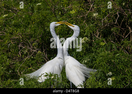 Une paire de Grande Aigrette Aigrette américaine ou à Gatorland à Orlando en Floride Banque D'Images