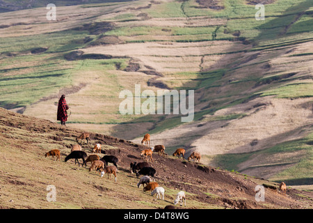 Pâtre dans les hautes terres de l'Éthiopie Banque D'Images