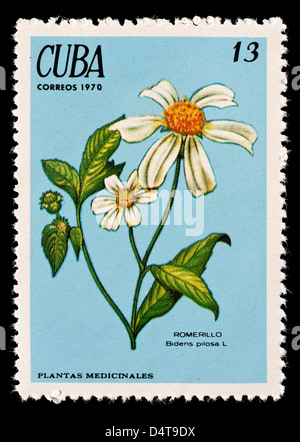 Timbre-poste représentant de Cuba Cordonnier Pegs ou aiguille espagnol fleurs (Bidens pilosa) Banque D'Images