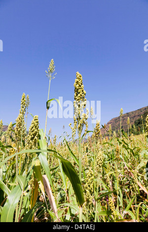 Millet dans les hautes terres d'Ethiopie Banque D'Images