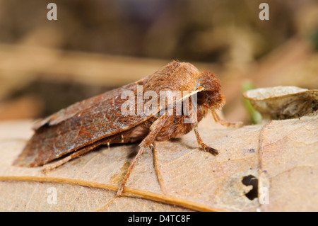 Un cousin allemand (Paradiarsia sobrina) perché sur une feuille d'automne dans la région de Clumber Park, Nottinghamshire. Octobre. Banque D'Images