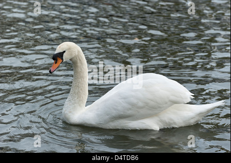 Cygne sur l'eau de la rivière Cam à Cambridge, UK Banque D'Images