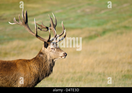 Une tête-et-épaules d'un enterrement de vie de red deer (Cervus elaphus) dans la prairie ouverte à Richmond Park. Octobre. Banque D'Images