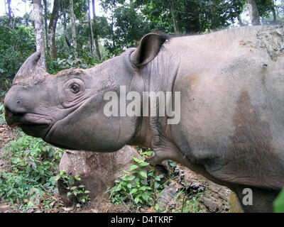 Un document réalisé à partir d'un fichier photo en date du 01 septembre 2008 d'un rhinocéros de Sumatra (Dicerorhinus sumatrensis harrisoni) dans la région de Sabah sur l'île de Bornéo, en Malaisie. Zoo de Leipzig et Berlin ?s'Institut Leibniz pour la recherche Zoo et de la faune (IZW) visent à sauver les espèces en voie de disparition. Seulement 50 de l'espèce ont survécu dans le monde entier, IZW presse le 13 novembre 2009. C'est Banque D'Images