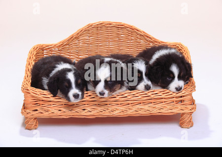 Berger Australien, chiots, noir-tri, 6 semaines |berger australien, Welpen, noir-tri, 6 Wochen / Hundesofa Koerbchen, Banque D'Images