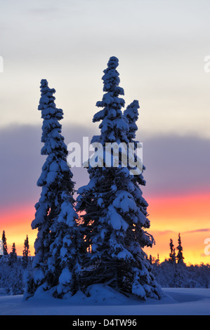 Lever du soleil derrière les arbres enneigés en hiver, Lofsdalen, Härjedalen, Suède, Europe Banque D'Images