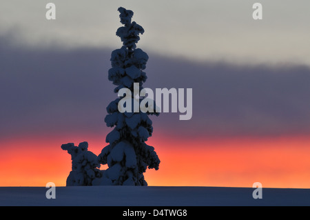 Coucher de soleil derrière tree en hiver, Lofsdalen, Härjedalen, Suède, Europe Banque D'Images