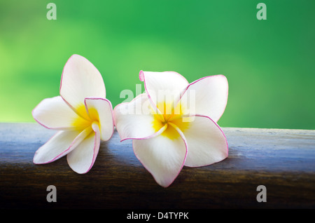 Fleurs de frangipanier rose sur fond vert Banque D'Images