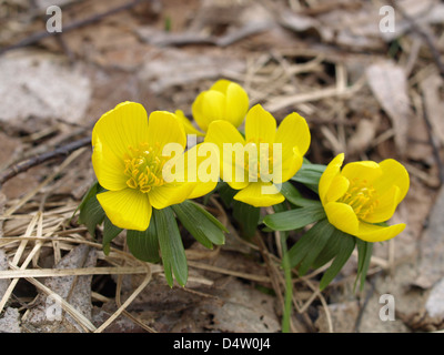 Eranthis hyemalis aconit d'hiver / / Winterling Banque D'Images