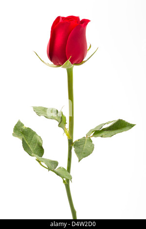 Rose rouge isolated on white Banque D'Images