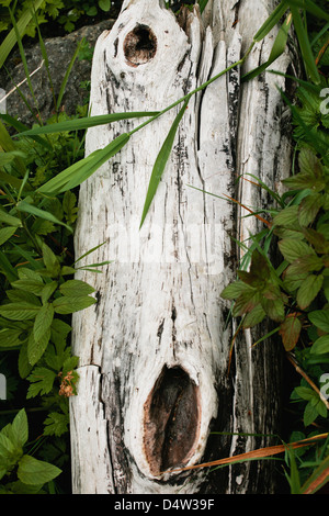 Close up of white log et les plantes Banque D'Images