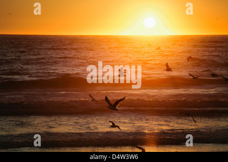 Birds flying over plage au coucher du soleil Banque D'Images