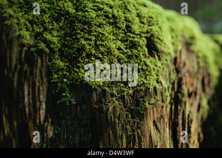 Close up of moss croissant sur les log Banque D'Images