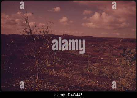 Une photographie d'octobre 1973 montrant un petit arbre mourant marquant le site d'un effort de restauration de dépouillement de terrain au large de la route 9. Cette image fait partie du projet DOCUMERICA documentant les efforts de rétablissement de l’environnement. Banque D'Images