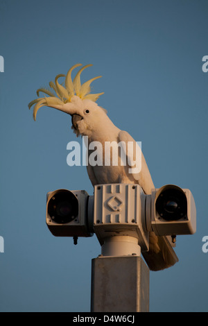 Portrait d'une teneur en soufre cacatoès à huppe assis sur des caméras de sécurité à Watsons Bay Sydney Australie Banque D'Images