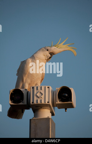 Portrait d'une teneur en soufre cacatoès à huppe assis sur des caméras de sécurité à Watsons Bay Sydney Australie Banque D'Images