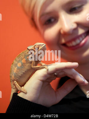 Maria, un employé de la pet fair à Dresde, pose avec un caméléon panthère de Madagascar lors d'un photocall à Dresde, Allemagne, 15 septembre 2010. Du 17 au 19 septembre 2010, les vendeurs, les clubs et les reproducteurs présents un large éventail d'offres pour les amoureux des animaux et des propriétaires au cours de l'animal de foire sur le parc d'exposition de Dresde. Photo : Arno Burgi Banque D'Images