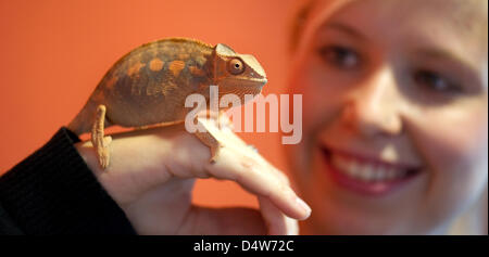 Maria, un employé de la pet fair à Dresde, pose avec un caméléon panthère de Madagascar lors d'un photocall à Dresde, Allemagne, 15 septembre 2010. Du 17 au 19 septembre 2010, les vendeurs, les clubs et les reproducteurs présents un large éventail d'offres pour les amoureux des animaux et des propriétaires au cours de l'animal de foire sur le parc d'exposition de Dresde. Photo : Arno Burgi Banque D'Images