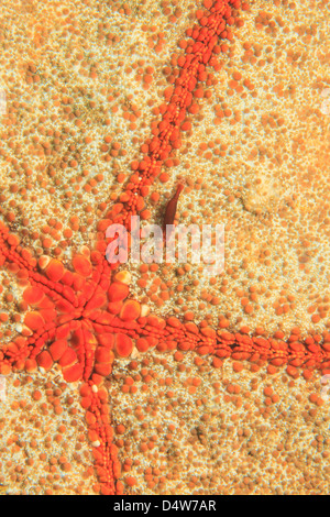 Close up de crevettes sur le sea star Banque D'Images