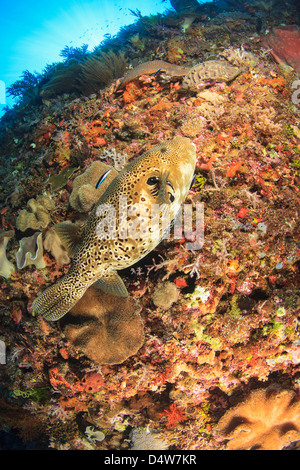 Puffer fish swimming in coral reef Banque D'Images